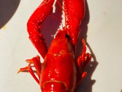 -蚝翅·海鲜粥·烧烤·宁夏滩羊季(玉米楼店)