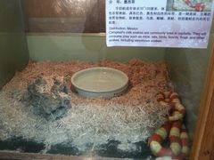 -上海大自然野生昆虫馆(东方明珠·爬宠昆虫探索中心)