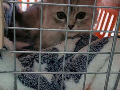 -佳雯宠物医院·皮肤科·内外科(春晓路分院)