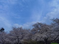 -武汉大学-樱园