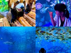 -海合安成都极地海洋公园