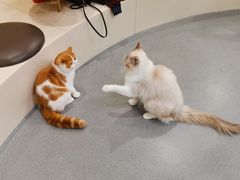 -飞行喵MR PILOT|猫舍·猫咖(静安大融城店)