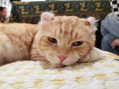 -平行世界·猫咖(首经贸店)