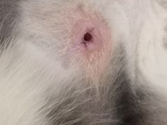 -宠爱国际动物医院·消化内科·心肾内科·ISFM猫友好(望京店)