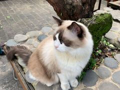 -喵屿·大理花园猫咖