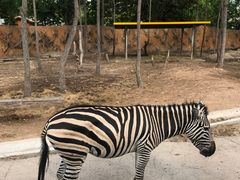 -清迈夜间动物园