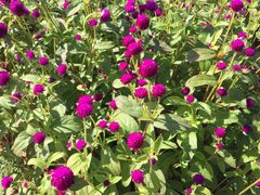 -北纬44度·金珠花海休闲农业旅游景区