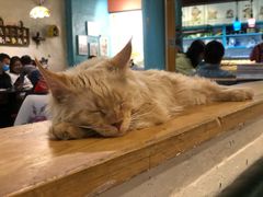 -猫小院猫主题咖啡厅(北锣店)