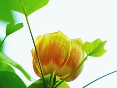 -国家植物园
