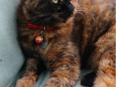 iphone_upload_pic-Sirena海妖日咖夜酒