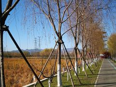 -永定河休闲森林公园