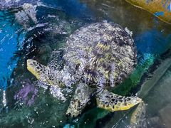 -烟台海昌鲸鲨海洋公园