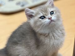 -帕帕拉兹宠物(亚洲旗舰店)