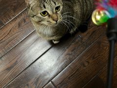 -派联宠物医院·24h·CT·异宠