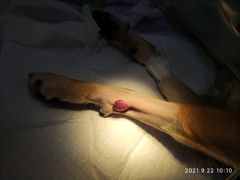 -宠爱国际动物医院· 猫科· 外科·中兽医(长白店)