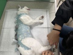 -利又安动物医院··老年病·猫科犬科·中兽医