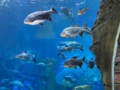 -海合安青岛极地海洋公园