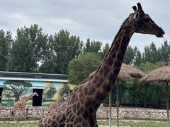 -北京野生动物园