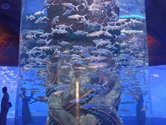 -哈尔滨波塞冬海底世界