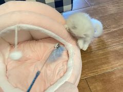 -柚子猫舍·精品猫舍购猫·猫咪认养·购宠·宠物店