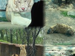 -北京野生动物园