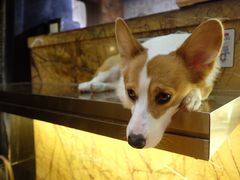 -more than meow吴止猫主题餐厅(承德 中船汇店)