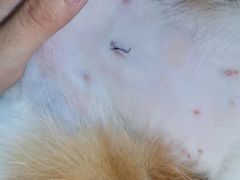 -瑞派雷欧宠物医院·24h夜诊·心脏骨科牙科·全科重症转诊中心(无影山店)