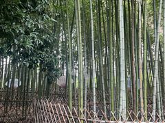 -陈家山荷花公园