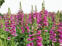 -径山花海