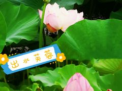 -荷塘月色湿地公园·向阳花洲