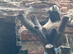 -石家庄市动物园