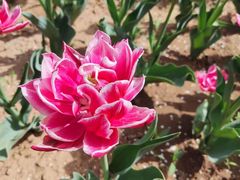 -北京国际鲜花港