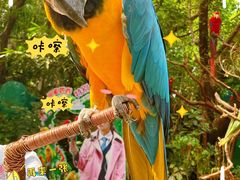-广州长隆飞鸟乐园