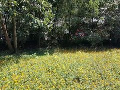 -西湖风景区-江洋畈生态公园