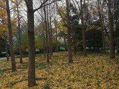 -玲珑塔公园
