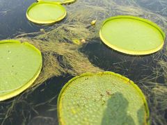 -荷塘月色湿地公园·向阳花洲