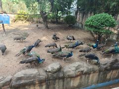 -东莞香市动物园