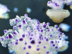 -新加坡海洋生态馆