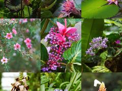 -中国科学院华南植物园
