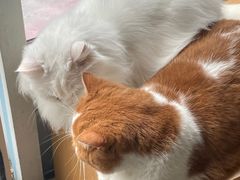 -飞行喵MR PILOT|猫舍·猫咖(静安大融城店)