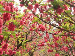 -南国桃园旅游度假区