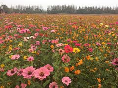 -上海长兴岛郊野公园