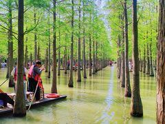 -泗洪洪泽湖湿地景区