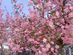 -高东镇樱花园