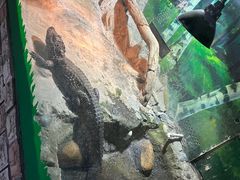 -上海大自然野生昆虫馆(东方明珠·爬宠昆虫探索中心)