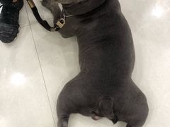 -瑞鹏宠物医院·微创内窥镜·骨外科·牙科(翠竹分院)