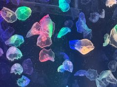-海合安成都极地海洋公园