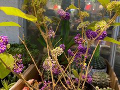 -双季花艺园艺市场(浦东店)