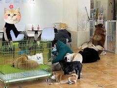 -Let's go狗咖·猫咖·奶狗·桌游(春熙路IFS店)