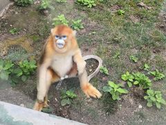 -西安秦岭野生动物园